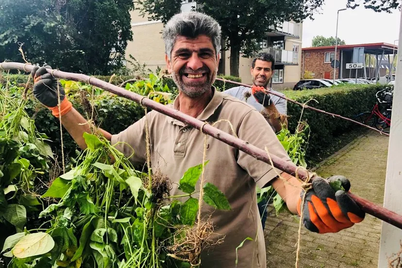 in wijktuin noordhove worden bonen te drogen gehangen foto stichting piezo