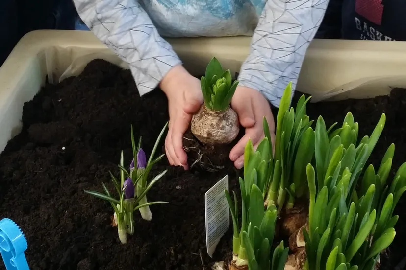 kleuters verzorgen tuintje in de klas665 kopie