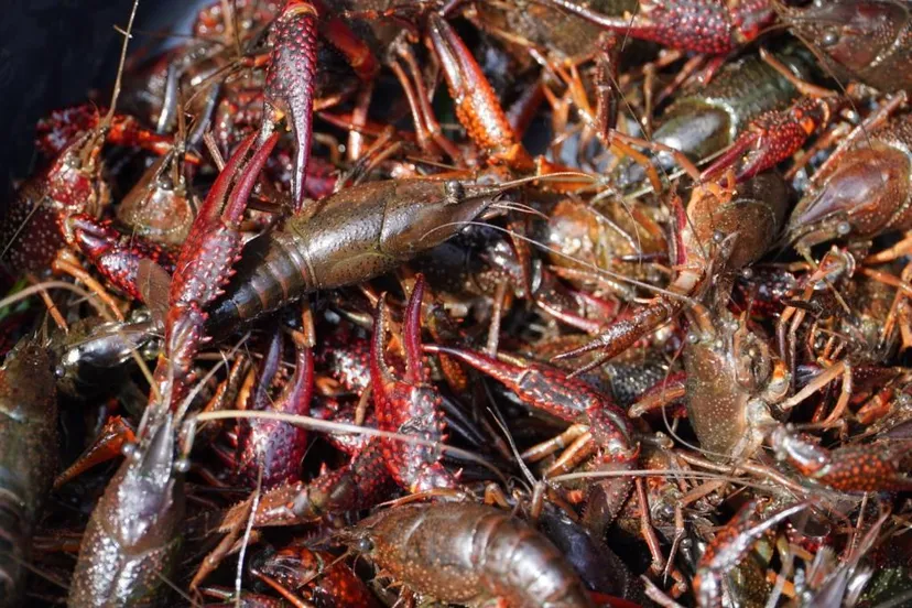 kreeften veel anton lamain