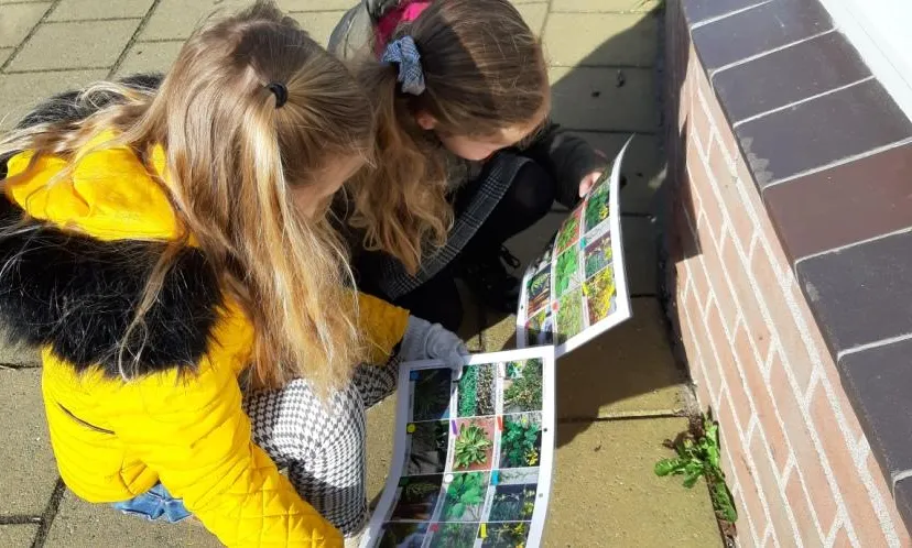 leerlingen op zoek naar stoepplantjes