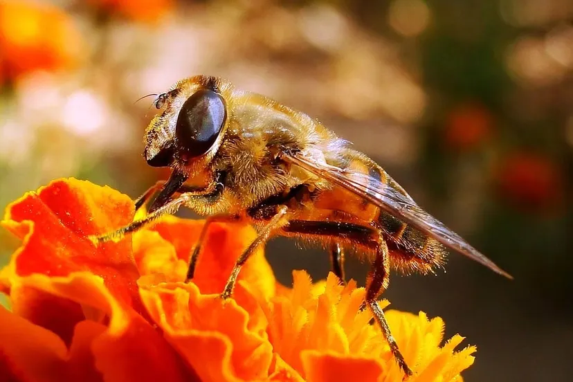 nature 3302810 960 7201