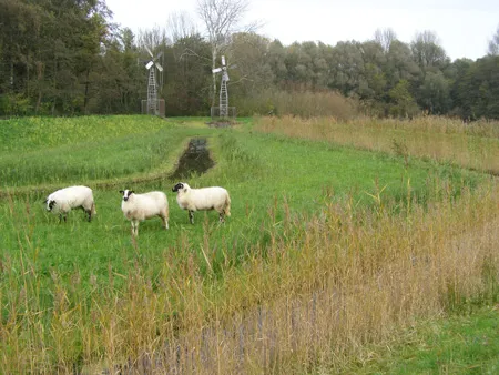 naturtuuin schapen450