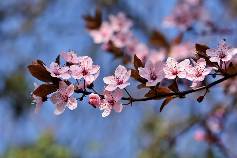 ornamental cherry 4972439 960 720