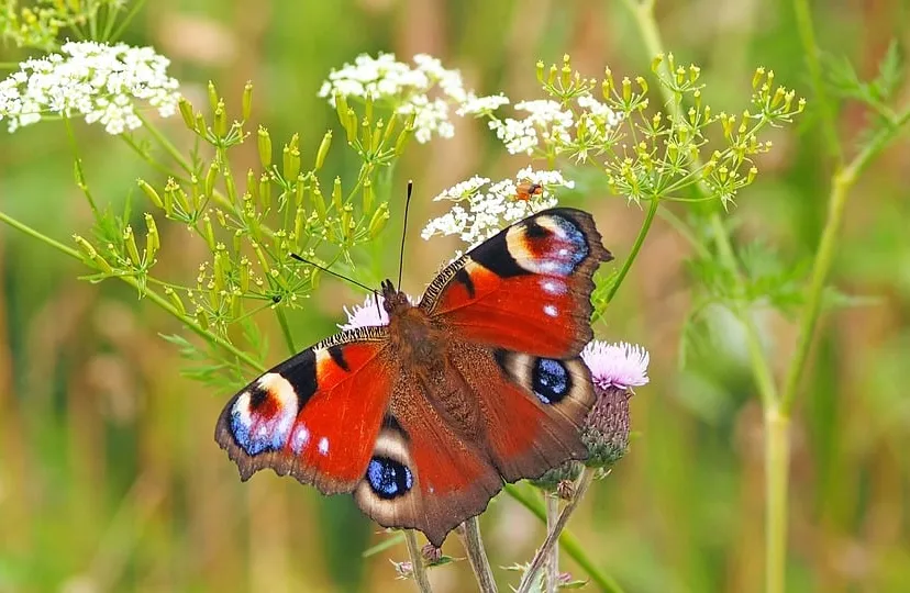 peacock butterfly 1526939 960 720