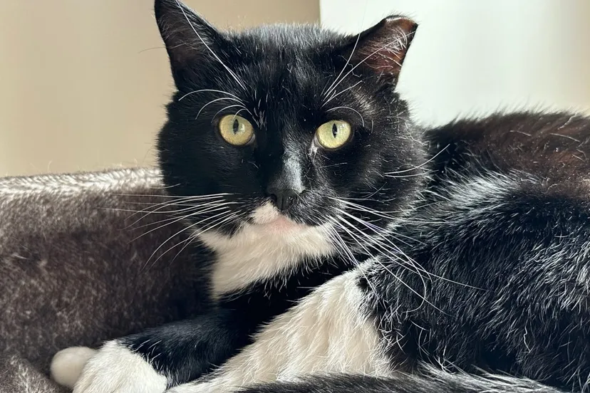 poppet door nancy folten