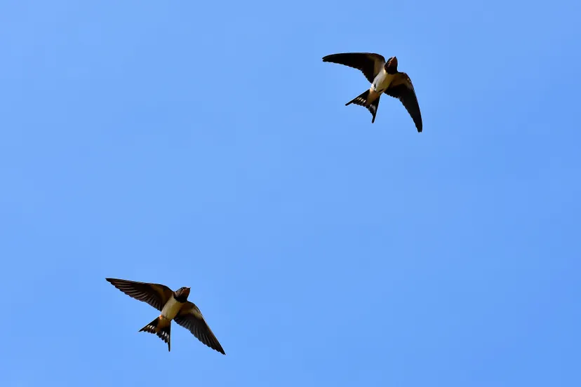 swallows 3850033 1920