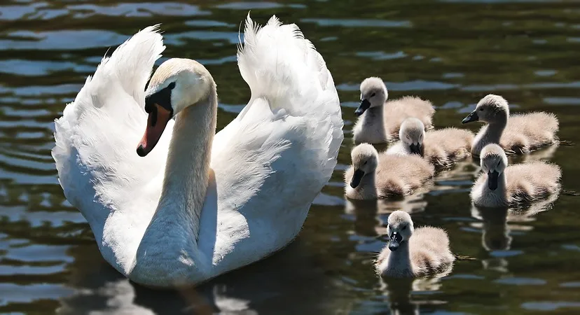 swan 2494925 960 720