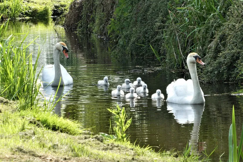 swan with chicks g65409fb47 1280