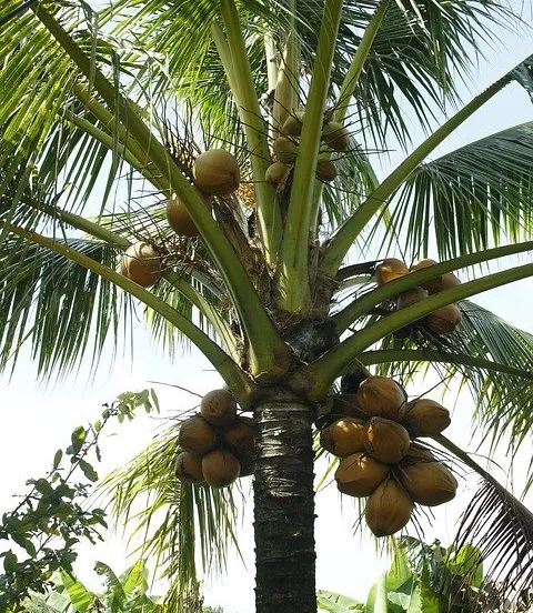 tree coconut 3856069 960 720