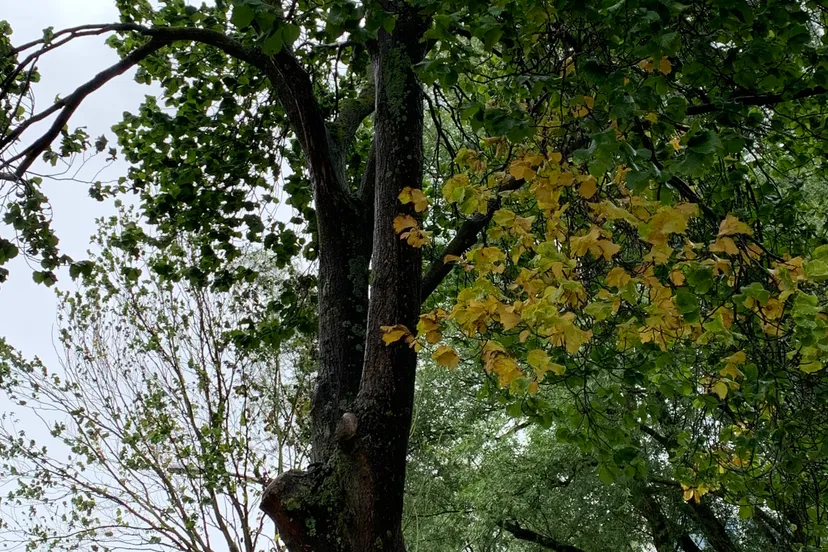 zieke iep zoetermeer