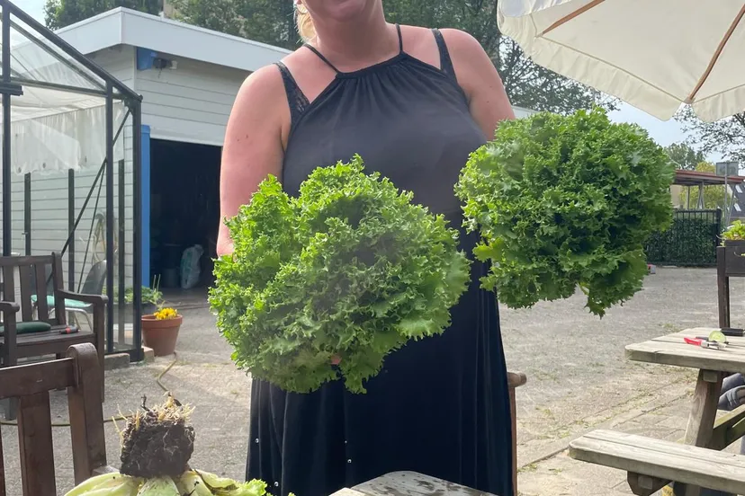 andijvie wijktuin noordhove