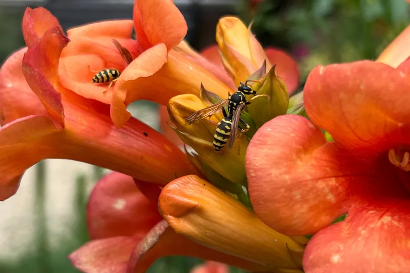 Franse veldwespen in trompetbloem - Nathan Veenstra