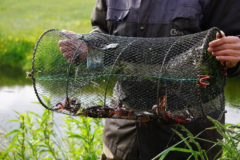 Kreeftenvisser met kreeften in korf
