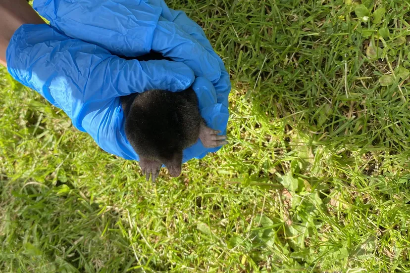 Mol - beeldmateriaal Dierenambulance Den Haag (1)