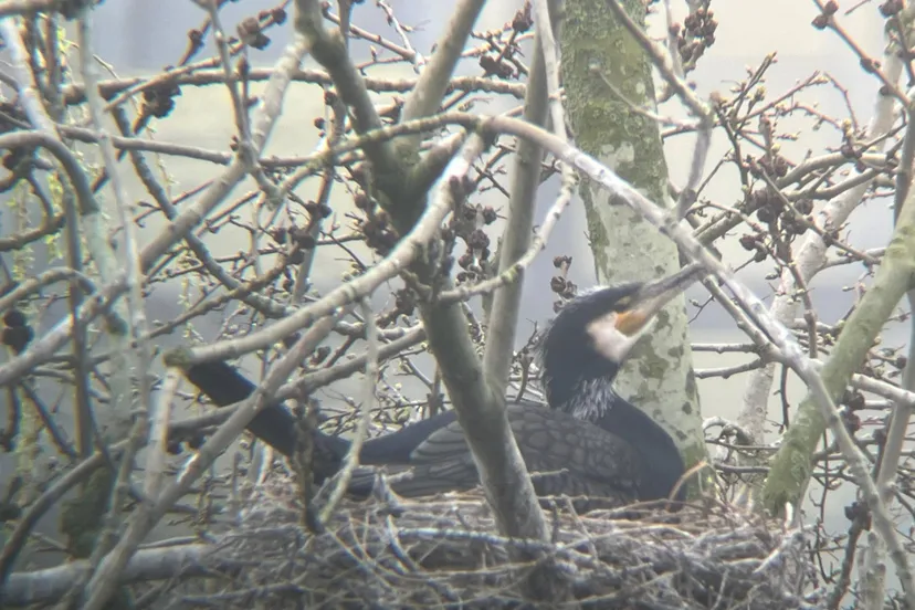 Plas van Poot, de onbekende natuurparel van Zoetermeer - foto genomen met telescoop - fotograaf Josine Boven