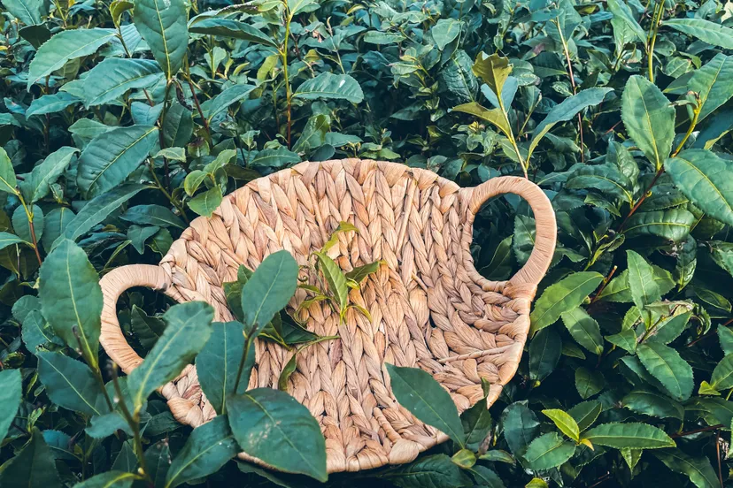 188844934 2104310536374322 7361816043004270457 n