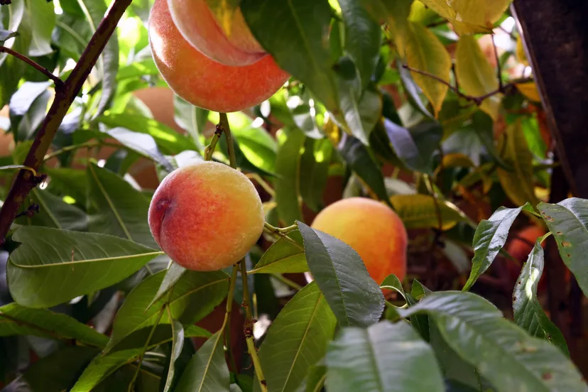 20180706 tuinaward wouwse plantage jst2022