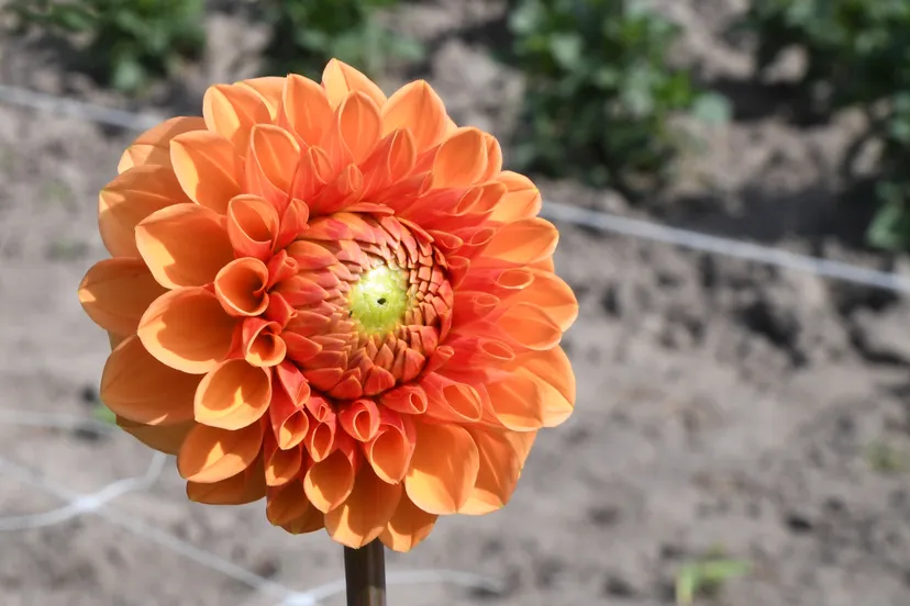 20180720 corso dahlia jst3941