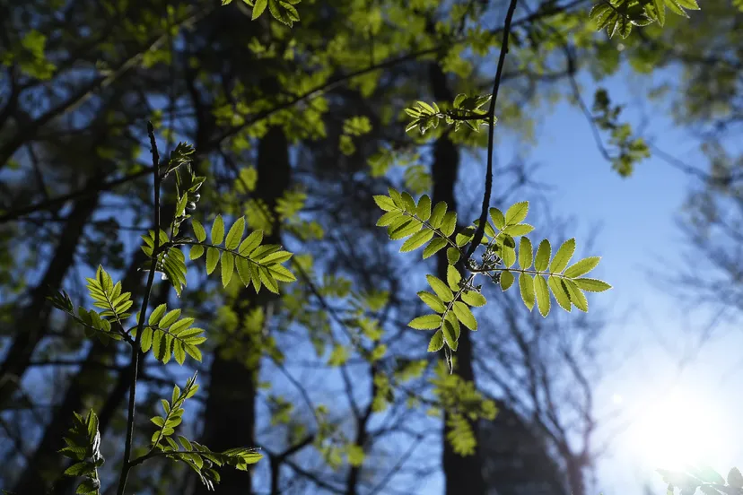 20190401 rijsbergen pannenhoef jst6237
