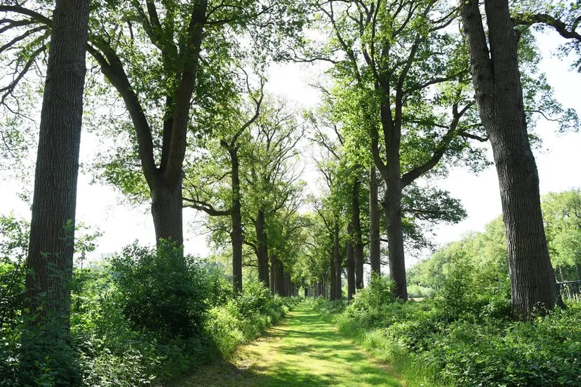 20210616 achtmaal wallstein jst1402