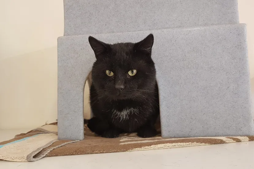 74c646a7 9928 4f91 a0ce f0642993d2f0