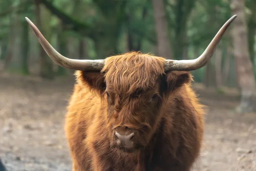 beekse bergen 4458754 1920