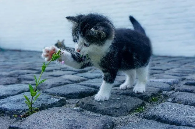 cat g1d5b8c32a 640