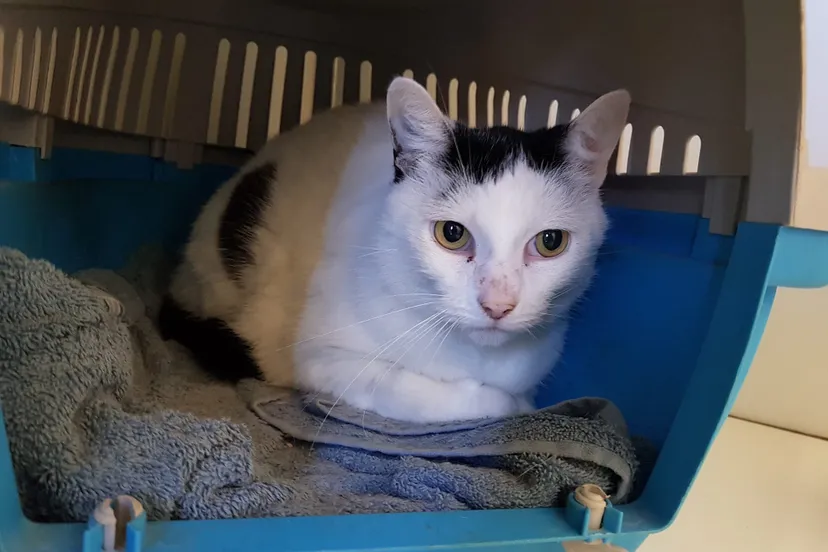 f8740cbf 90de 49ad aaae ba81dece24f1