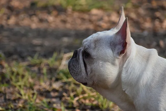 french bulldog ga4281e748 640