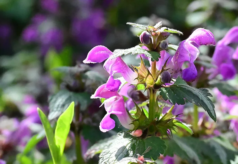purple dead nettle