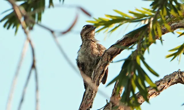 sunda woodpecker g637c482d7 640