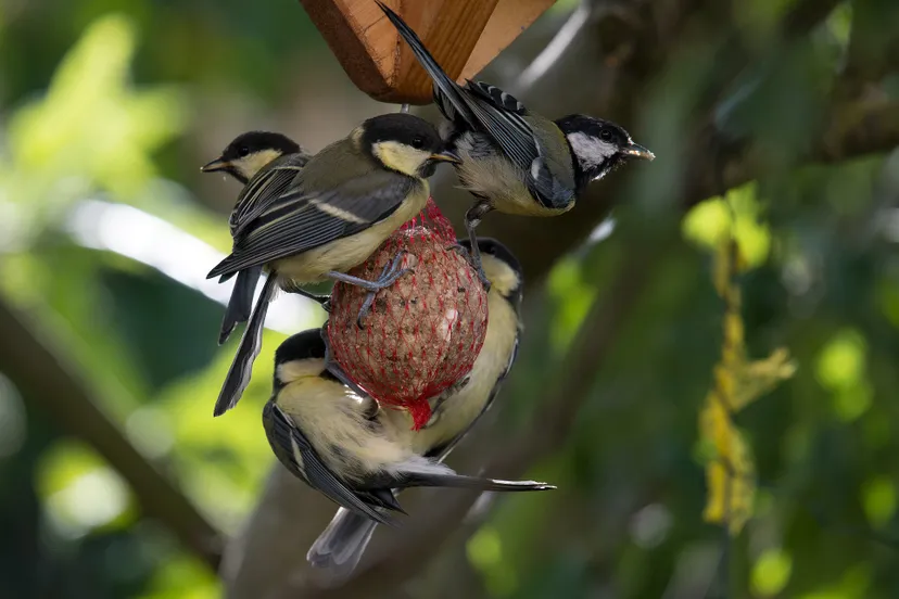 the great tit family 5254236 1920