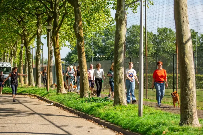 dogtraining patricia blog help mijn hond trekt aan de lijn