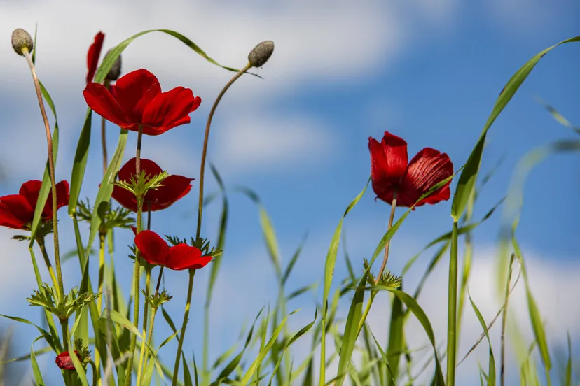 nimrodins-anemone-4870275