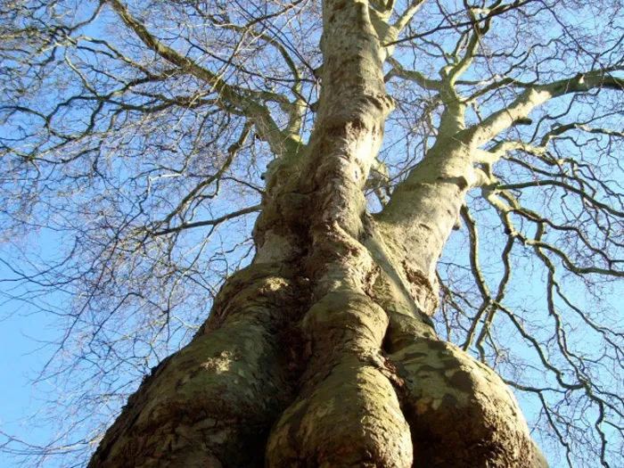 4 plataan zwolle jeroen philippona