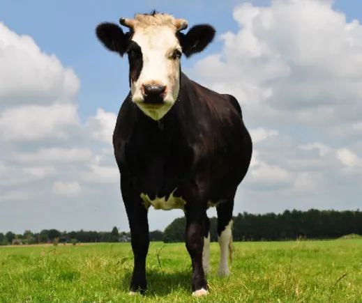 schermafbeelding 2019 04 06 om 114246