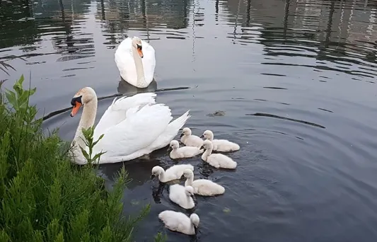 schermafbeelding 2019 05 30 om 114243