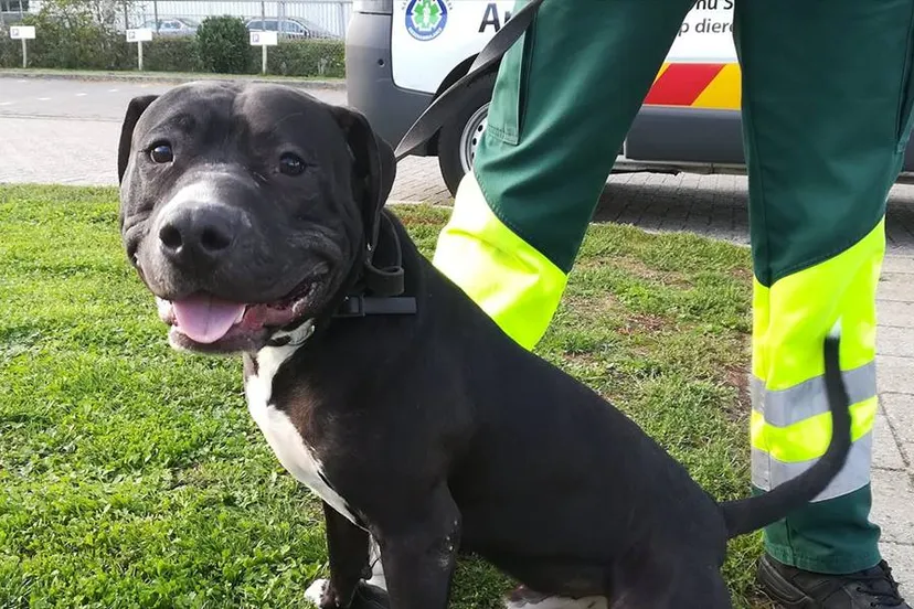 41039201 915522225313304 4999464236032720896 n