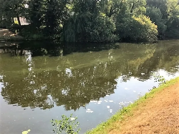 blauwalg foto paul penning stadsgrachten zwolle 24072018 2