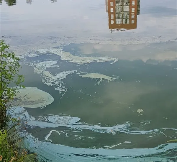 blauwalg zwolle zuid