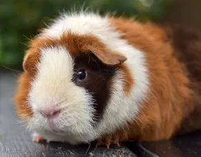 cavia