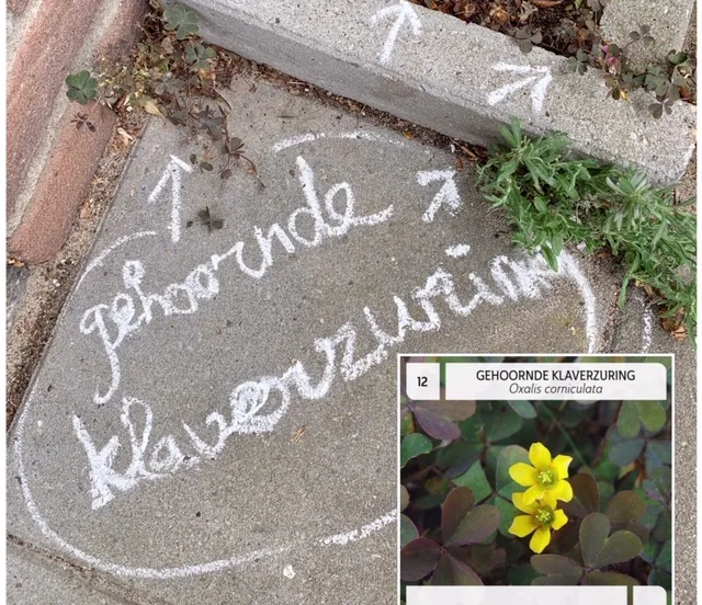 cu en pvda gaan botanisch stoepkrijten in zwolle foto jacob raap