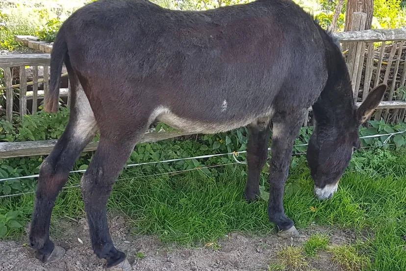 ezel staart afgeknipt