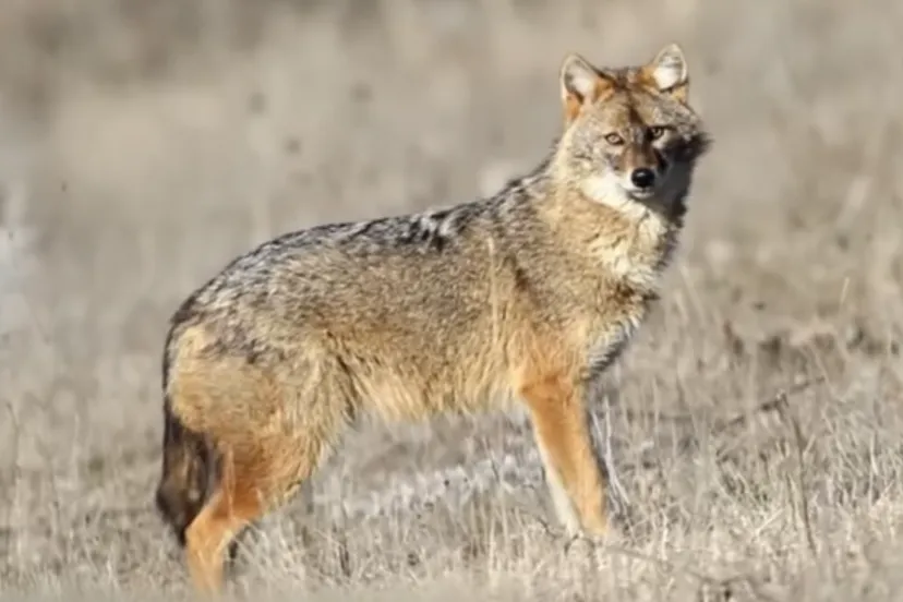 goudjakhals naar nederland