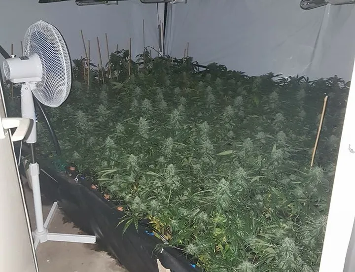 hennepkwekerij politie zwolle