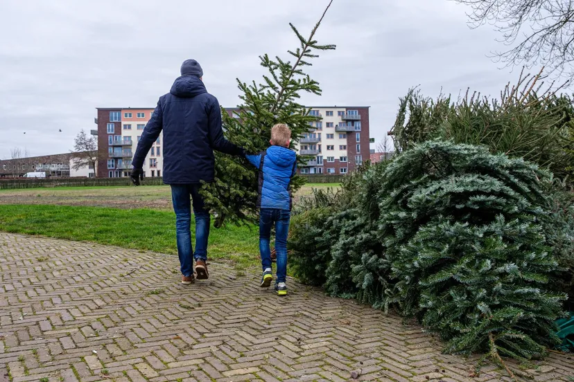 kerstbomen