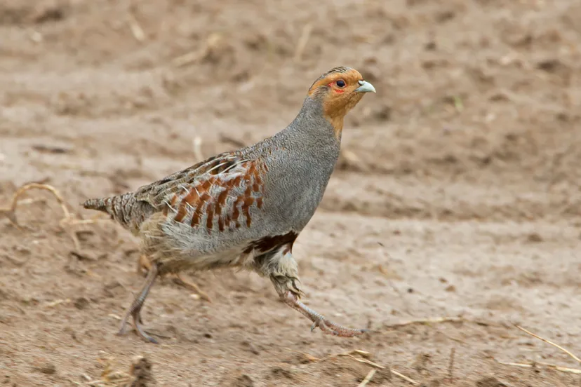 patrijs jacob vd weele