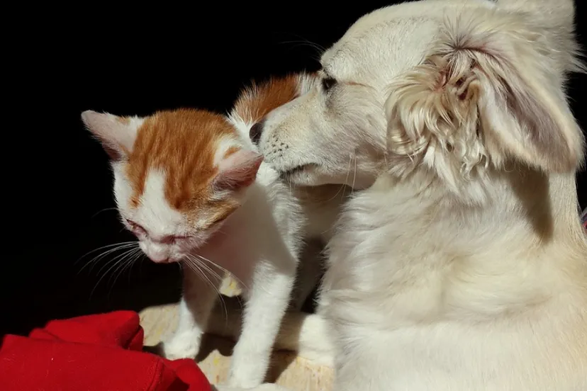 schermafbeelding 2019 02 21 om 124534