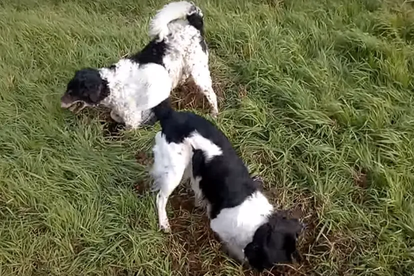 schermafbeelding 2019 05 22 om 092959