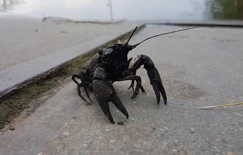 schermafbeelding 2019 06 20 om 094016